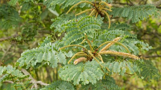 O barbatimão é uma planta com propriedades medicinais (Imagem: JH Bispo | Shutterstock)