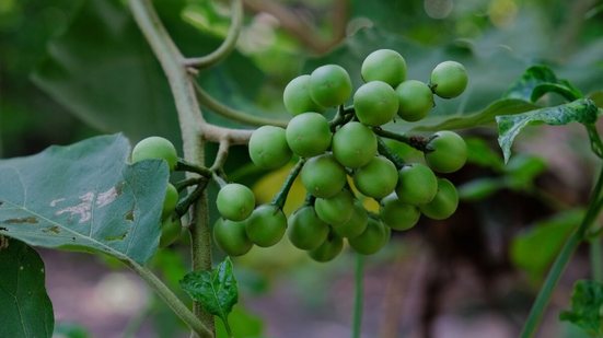 A jurubeba é uma planta medicinal tradicionalmente usada para apoiar a digestão e promover o bem-estar do organismo (Imagem: kukuh st23 | Shutterstock)