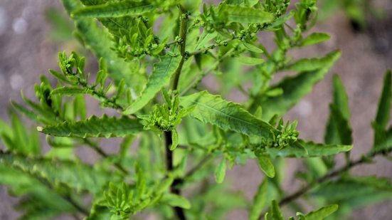 O mastruz é uma planta medicinal popular no Brasil (Imagem: NANCY AYUMI KUNIHIRO | Shutterstock)