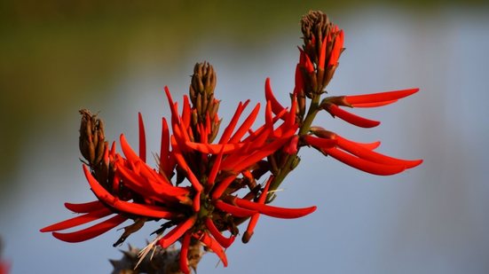 O uso da planta mulungu traz diversos benefícios para a saúde (Imagem: Valentina De Menego | Shutterstock)