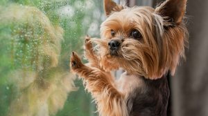 Os cachorros têm a audição sensível e podem se assustar com a chuva (Imagem: Valerie Nik | Shutterstock)