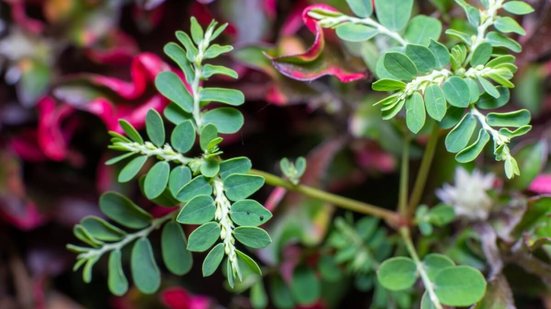 A quebra-pedra é uma planta com propriedades medicinais (Imagem: Lukman Nurrohim | Shutterstock)