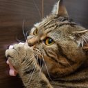 Brincadeiras com gatos idosos ajuda a mantê-los ativos (Imagem: Zhukova_Anastasia | Shutterstock)