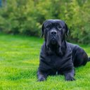 O cane corso é uma raça imponente e fascinante (Imagem: Olga Aniven | Shutterstock)