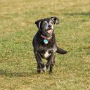 Cachorros idosos precisam de brincadeiras para se manterem ativos e saudáveis (Imagem: Nick Chase 68 | Shutterstock)