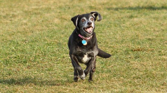 Cachorros idosos precisam de brincadeiras para se manterem ativos e saudáveis (Imagem: Nick Chase 68 | Shutterstock)