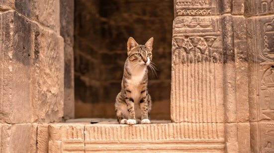 No Egito Antigo, os gatos eram referenciados como protetores divinos (Imagem: Be Seen and Bloom | Shutterstock)