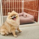 O hotel deve garantir a segurança e o bem-estar do cachorro (Imagem: LightField Studios | Shutterstock)