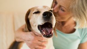 Cuidados especiais garantem que os cachorros vivam felizes por mais tempo (Imagem: Ground Picture | Shutterstock)