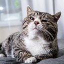 Cuidados específicos com os gatos podem prolongar a sua vida (Imagem: Alex Zotov | Shutterstock)