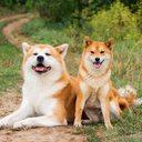 O akita e o shiba inu são cachorros diferentes (Imagem: FunFamilyRu | Shutterstock)