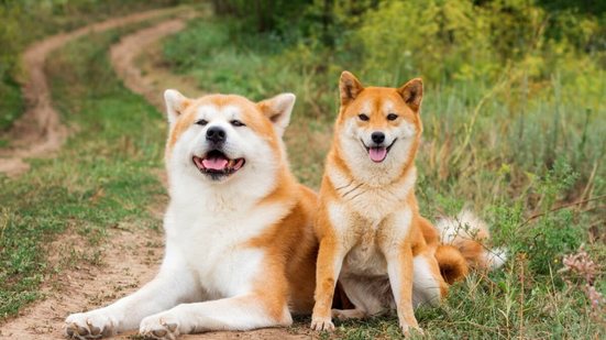 O akita e o shiba inu são cachorros diferentes (Imagem: FunFamilyRu | Shutterstock)