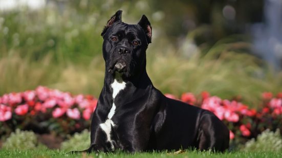 Diversas raças de cães se destacam por seu instinto de guarda e lealdade aos tutores (Imagem: Eudyptula | Shutterstock)