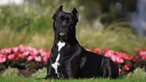 Diversas raças de cães se destacam por seu instinto de guarda e lealdade aos tutores (Imagem: Eudyptula | Shutterstock)