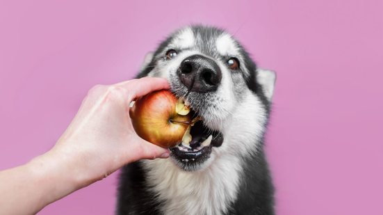 Alguns sabores costumam agradar o paladar dos cachorros (Imagem: Ellina Balioz | Shutterstock)