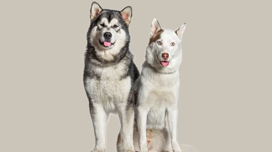 Confundidos à primeira vista, o malamute do Alasca e o husky siberiano são cachorros diferentes (Imagem: GPPets | Shutterstock)