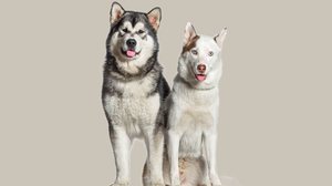 Confundidos à primeira vista, o malamute do Alasca e o husky siberiano são cachorros diferentes (Imagem: GPPets | Shutterstock)