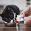 Alguns sabores são irresistíveis para os gatos (Imagem: Jaromir Chalabala | Shutterstock)