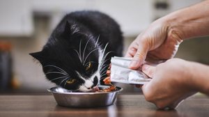 Alguns sabores são irresistíveis para os gatos (Imagem: Jaromir Chalabala | Shutterstock)