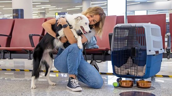 Novas regras devem aumentar a segurança e o conforto dos pets domésticos durante viagens de avião (Imagem: yar-andy | Shutterstock)