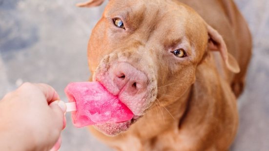 Petiscos gelados ajudam a reduzir o calor para os animais (Imagem: SvetikovaV | Shutterstock)