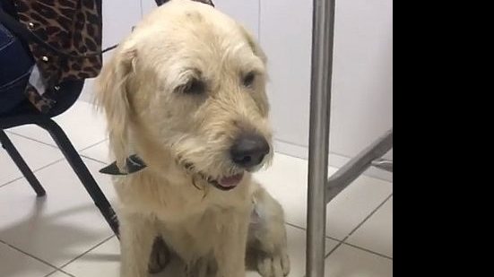 Cachorro foi resgatado e levado para clínica | Reprodução / Instagram