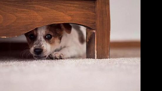 Imagem Como proteger seu cachorro ou gato do barulho dos fogos de artifício