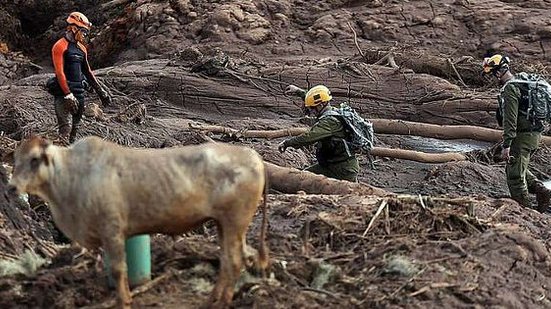 Imagem Eutanásia com tiros em animais em Brumadinho obedeceu critérios técnicos, de acordo com conselho veterinário