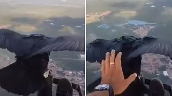 Imagem Urubu pousa em piloto durante voo de parapente em serra do Ceará e vídeo viraliza