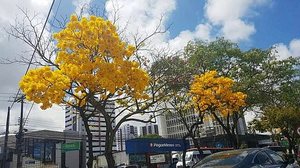 Imagem Ipês florescem e colorem paisagem na principal avenida de Maceió