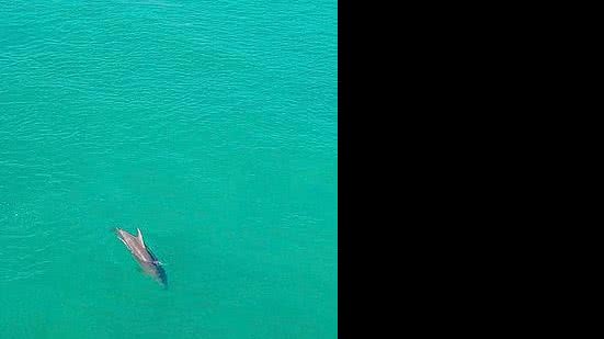 Golfinhos surgem na Praia do Francês, em Marechal Deodoro | Foto: Reprodução/Twitter