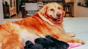 Golden Retriever fica grávida e tutora deduz que pai é um Shih Tzu | Foto: Mirele Fotografia/ Divulgação