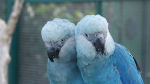 Está prevista a soltura de oito aves na Bahia | Foto: Camile Lugarini