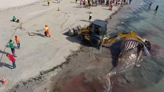 Imagem Veja imagens da operação para retirada da baleia encontrada morta na praia de Ponta Verde