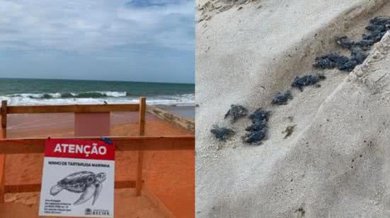 Imagem Mais de 90 filhotes de tartaruga marinha nascem na Praia de Boa Viagem