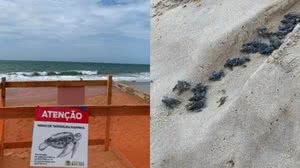 Imagem Mais de 90 filhotes de tartaruga marinha nascem na Praia de Boa Viagem