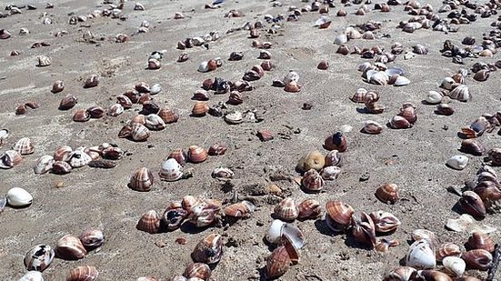 Imagem Praia do Peba fica forrada de conchas de massunim e causa pode ser petróleo