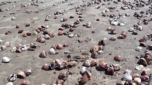 Imagem Praia do Peba fica forrada de conchas de massunim e causa pode ser petróleo