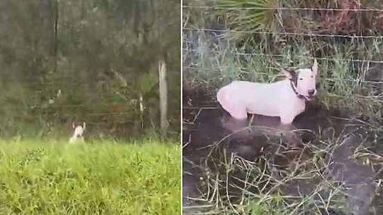 Polícia resgata cachorro preso a cerca antes da chegada do furacão Milton | Reprodução / Instagram florida_highway_patrol