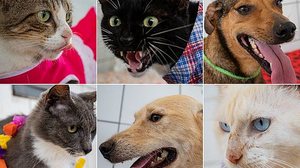 Cães e gatos já estão castrados e tratados | Foto: Secom Maceió