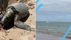 Imagem Estilista denuncia morte de tartaruga que teria sido atingida por jet ski na Praia do Marceneiro, na APA Costa dos Corais