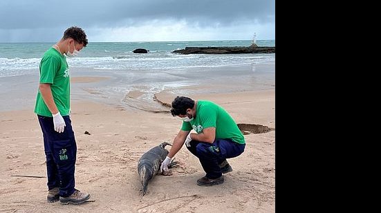 Filhote de peixe-boi em estado de decomposição encalha na Praia da Sereia | Divulgação / Biota