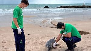 Filhote de peixe-boi em estado de decomposição encalha na Praia da Sereia | Divulgação / Biota