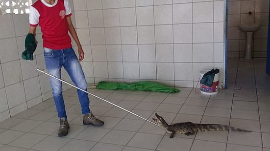 Imagem Jacaré é resgatado em banheiro de escola de Coruripe