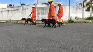 Bombeiros durante simulado no Pinheiro, em fevereiro | Arquivo/TNH1