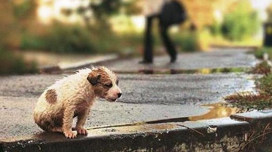 Imagem PL proíbe abandono de animais domésticos ou domesticados em logradouros públicos