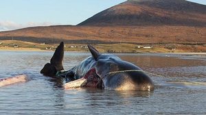 Quilos de plástico foram encontrados dentro de animal | Reprodução / Danny Perry / BBC