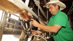 Barretos, SP - Estiagem provoca aumento no preço do leite. Previsão é de alta contínua nos próximos meses. O veterinário e proprietário rural Marcio Franco Eiras ordenha vacas em sua propriedade em Barretos. | Pierre Duarte/Folhapress