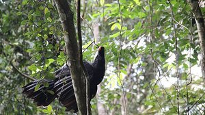 Mutuns ganharam a natureza de volta nesta quarta | Agência Alagoas