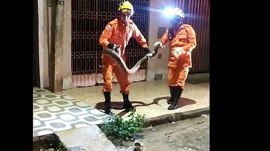 Jiboia de 3 metros capturada pelos bombeiros em abril, em Arapiraca | Divulgação / CBM